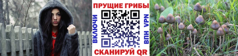 Купить где  Староминская  Псилоцибиновые грибы ЛСД 